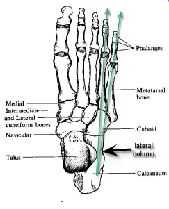 Plantar Fasciitis,Pes Planus,Mallet Toe,High Arched Feet,Heel Spur,Heel Pain,Hammer Toe,Hallux Valgus,Foot Pain,Foot Hard Skin,Foot Conditions,Foot Callous,Flat Feet,Fallen Arches,Diabetic Foot,Contracted Toe,Claw Toe,Bunions Hard Skin,Bunions Callous,Bunion Pain,Ball Of Foot Pain,Back Pain