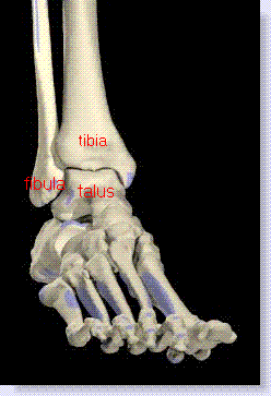 normal ankle joint
