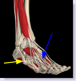 tendinitis of foot