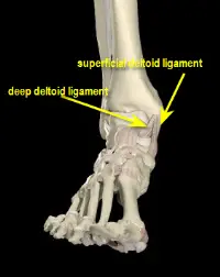 deltoid ligament