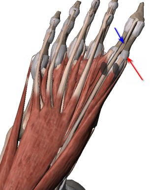 pain in big toe joint