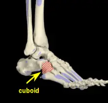 cuboid bone
