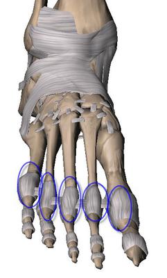 metatarsal phalangeal joint