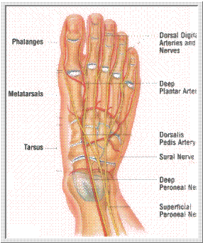 top of foot anatomy