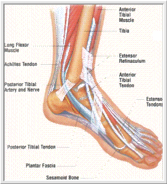 anatomy on inside of foot