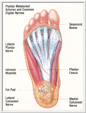 anatomy on bottom of foot