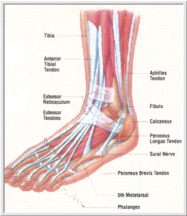 anatomy on outside of foot