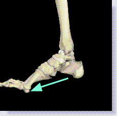 sesamoid bones