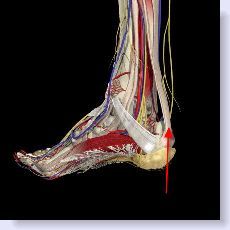 achilles tendon