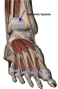 anterior inferior tibio-fibular ligament