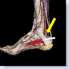 anatomy of tarsal tunnel