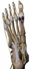 sesamoid bones