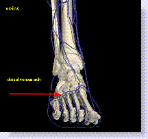 venous peripheral circulation