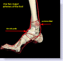 arterial peripheral circulation