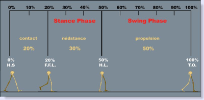 gait cycle