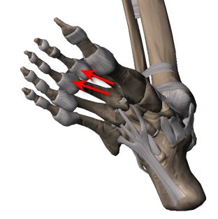 capsulitis of second and third toes
